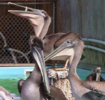 Brown pelicans
